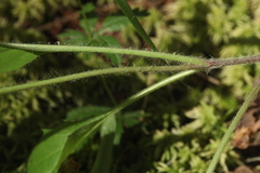 Hieracium subpellucidum
