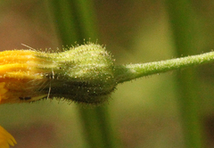 Hieracium subpellucidum