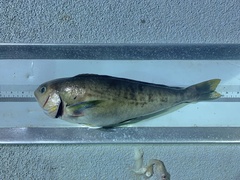 Caulolatilus princeps