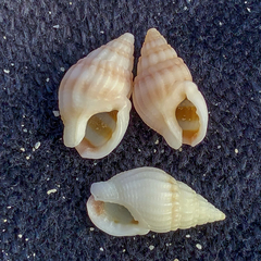 Nassarius clarus