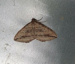 Orthonama vittata