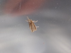 Donacaula mucronella