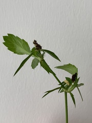 Eryngium foetidum