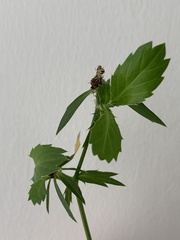 Eryngium foetidum