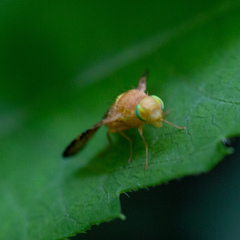 Icterica