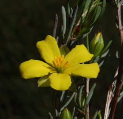 Hibbertia hibbertioides