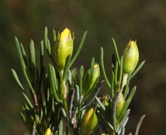 Hibbertia hibbertioides