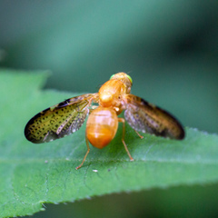 Icterica