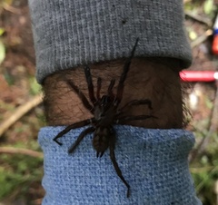 Hexathele hochstetteri