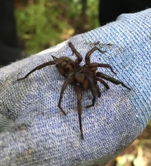 Hexathele hochstetteri