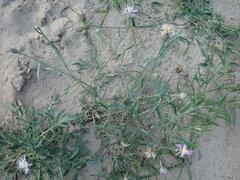 Centaurea arenaria