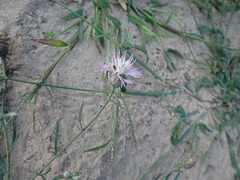 Centaurea arenaria