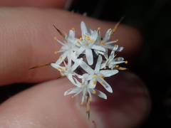 Borya sphaerocephala