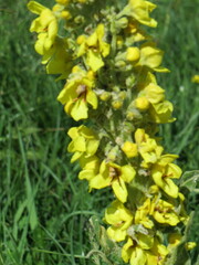 Verbascum