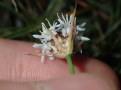 Borya sphaerocephala