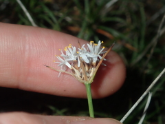 Borya sphaerocephala