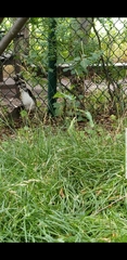 Accipiter cooperii
