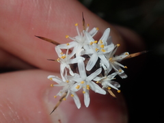 Borya sphaerocephala