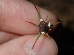 Borya sphaerocephala