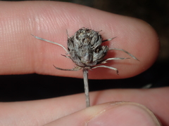 Borya sphaerocephala