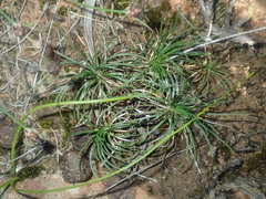 Borya sphaerocephala