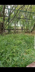 Accipiter cooperii