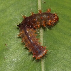 Barasa cymatistis