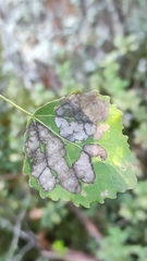 Leucoptera sinuella