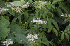 Sambucus javanica