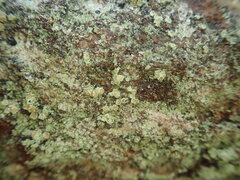 Lecanora novaehollandiae