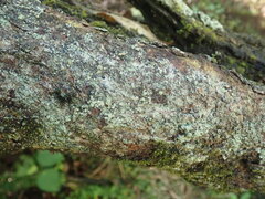 Lecanora novaehollandiae