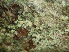 Lecanora novaehollandiae