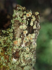 Lecanora novaehollandiae