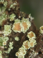 Lecanora novaehollandiae