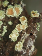 Lecanora novaehollandiae