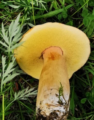 Boletus betulicola