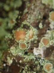Lecanora novaehollandiae