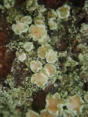 Lecanora novaehollandiae