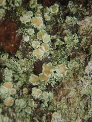 Lecanora novaehollandiae