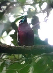 Eurylaimus javanicus