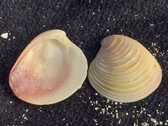 Placamen gravescens