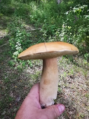 Boletus betulicola