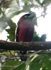 Eurylaimus javanicus