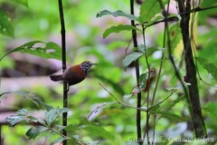 Cantorchilus semibadius