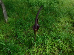 Amorphophallus konjac