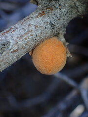 Burnettweldia californicordazi