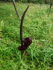 Amorphophallus konjac