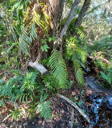 Lomariopsis tenuifolia image