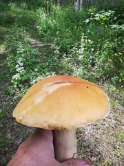 Boletus betulicola