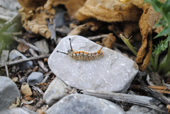 Orgyia pseudotsugata